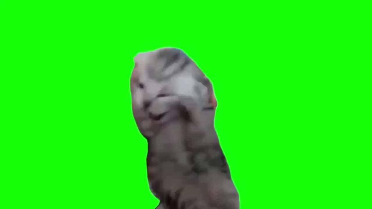 抱头尖叫小猫咪（有声）