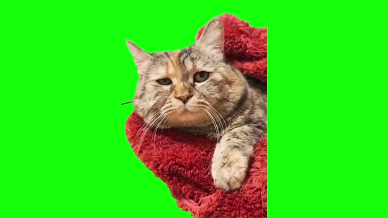 缩在红围巾里的委屈猫咪（有声）