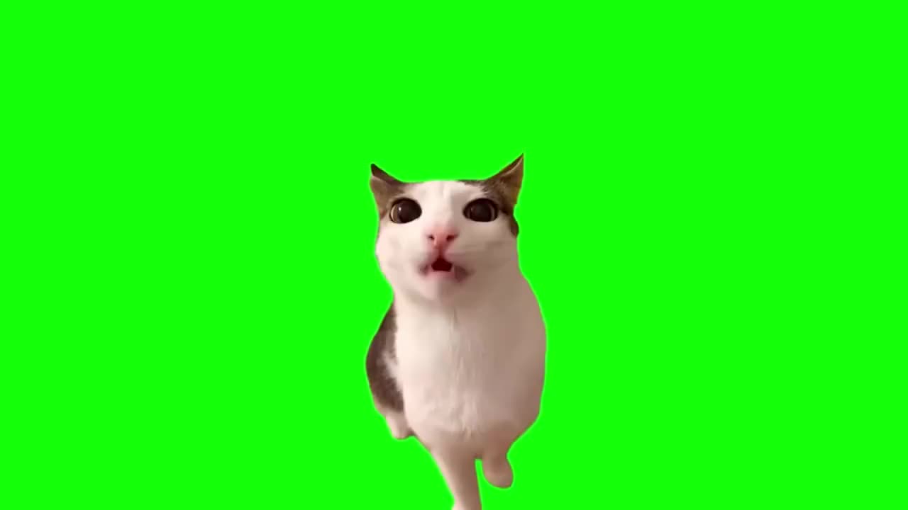 啃食零食猫（有声）