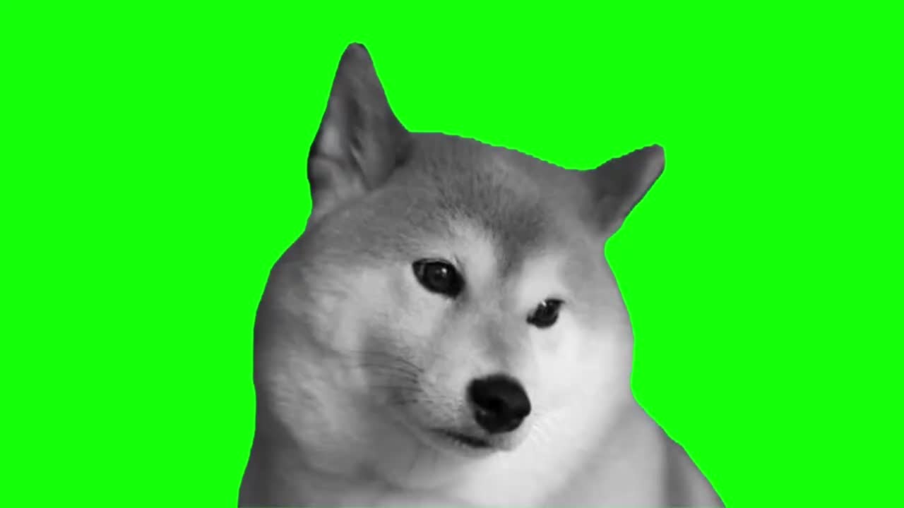 忧郁的黑白柴犬（有声）