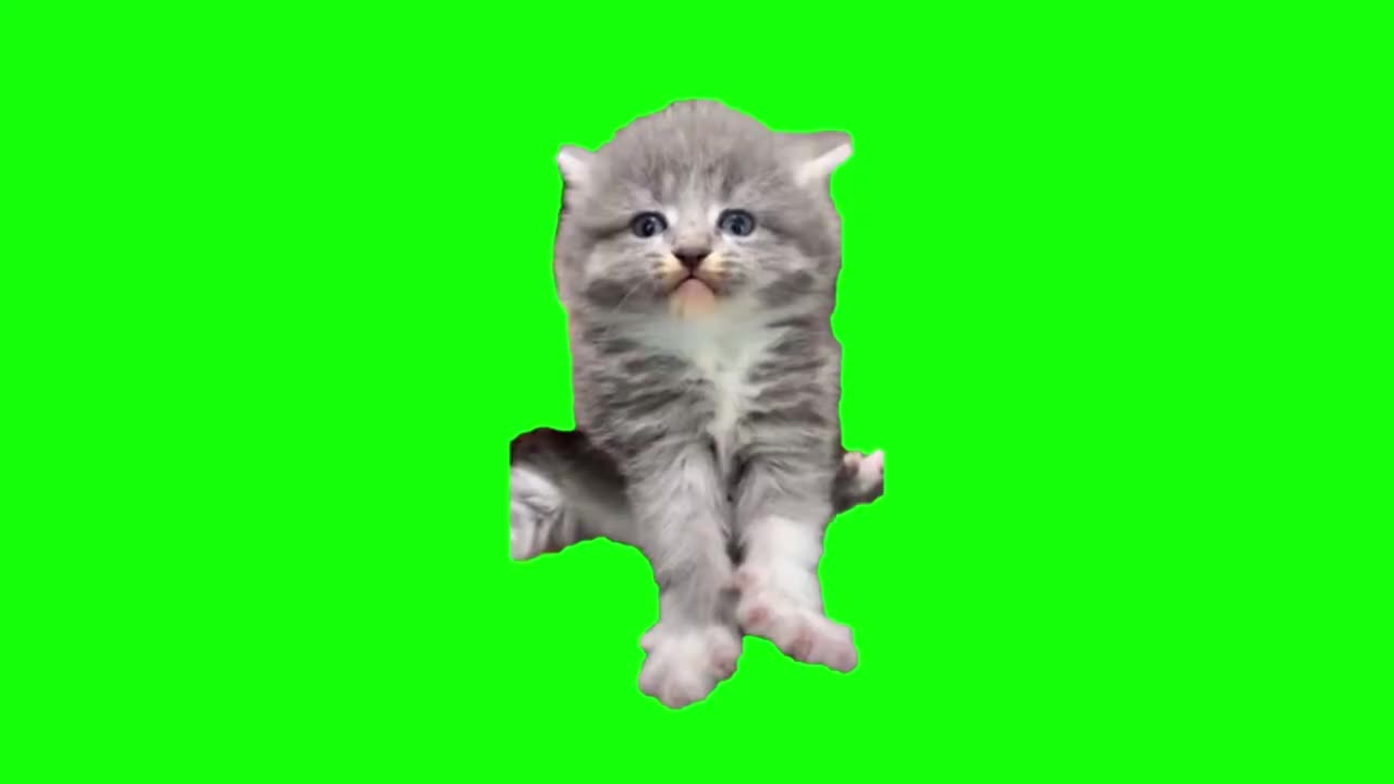 舞爪花猫（有声）