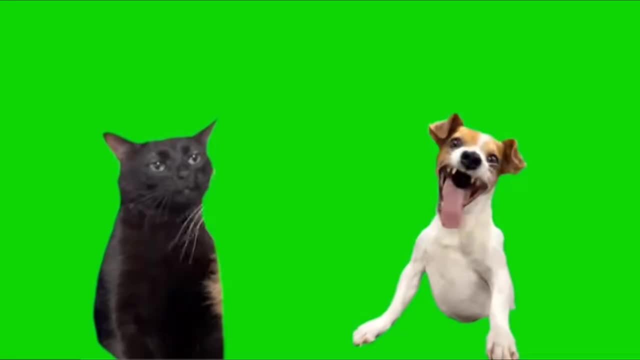 怪笑狗嘲笑黑猫