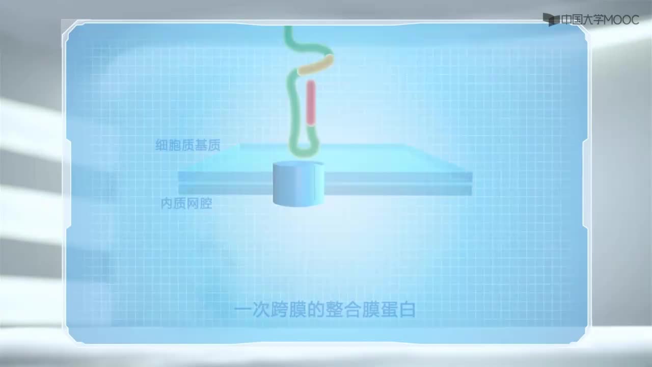 图 6-4 内质网膜整合蛋白的拓扑学类型