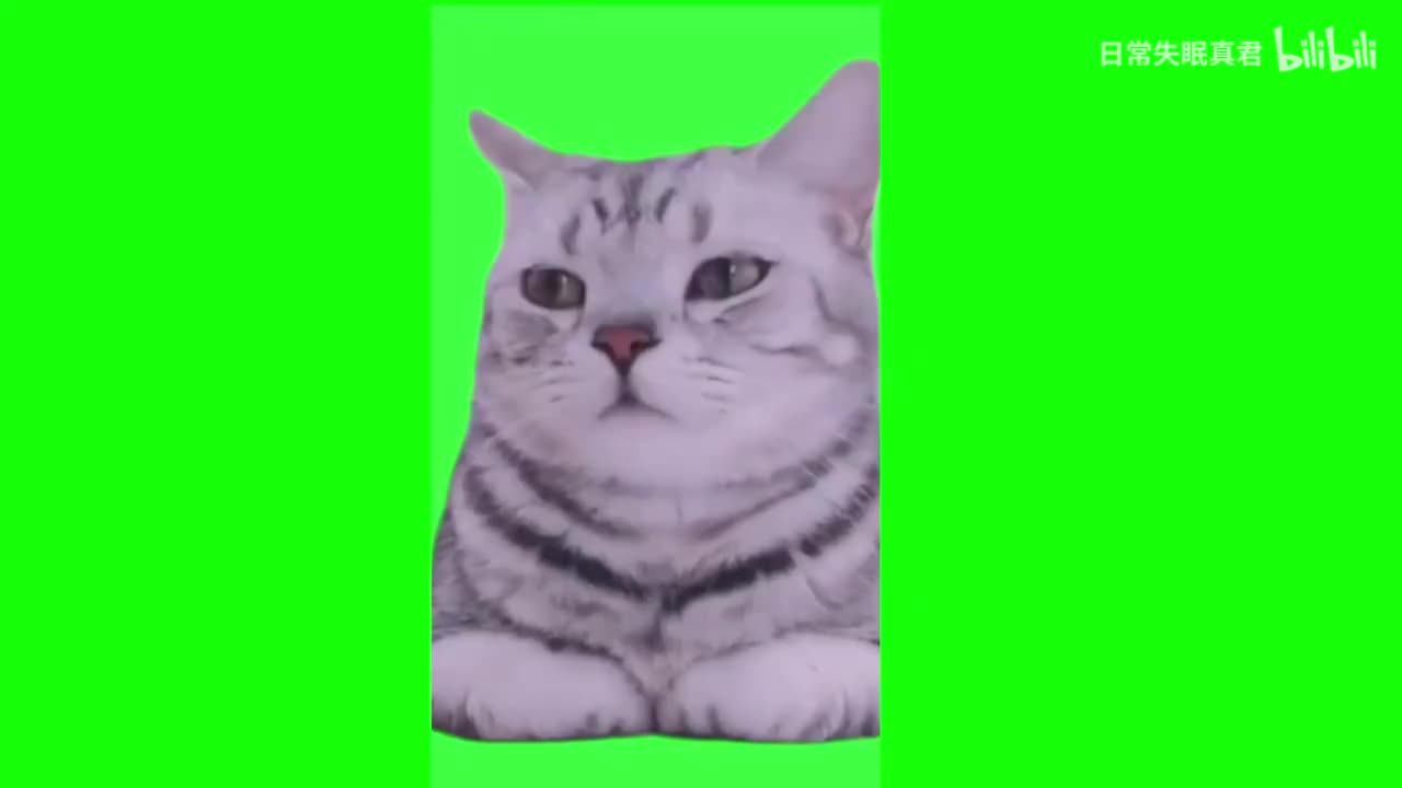 露出幸福的微笑猫