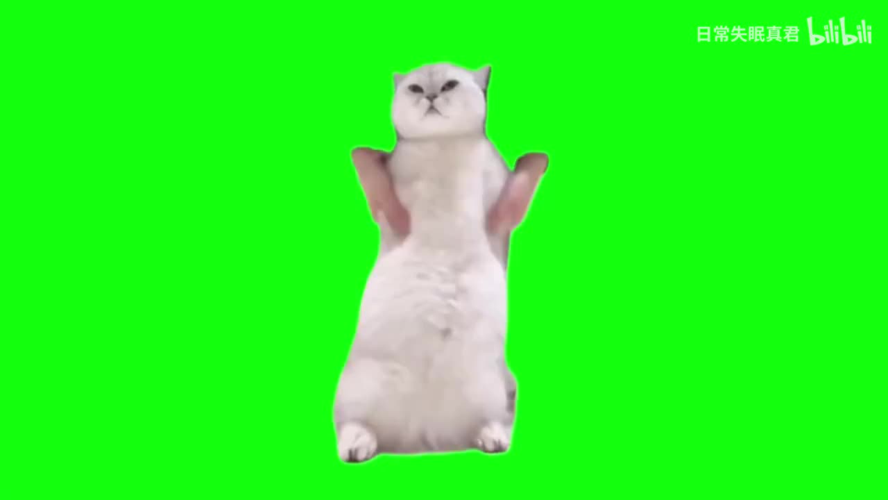 跳舞猫白