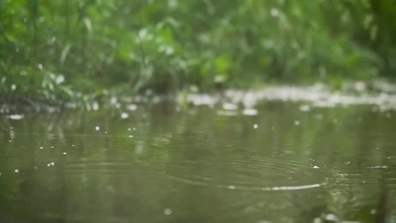 雨天的池塘 #0925