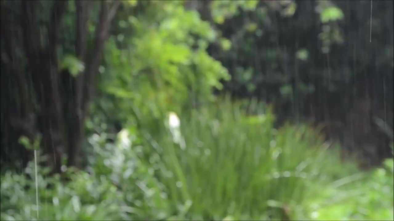 树林 大雨 雨滴 #0878