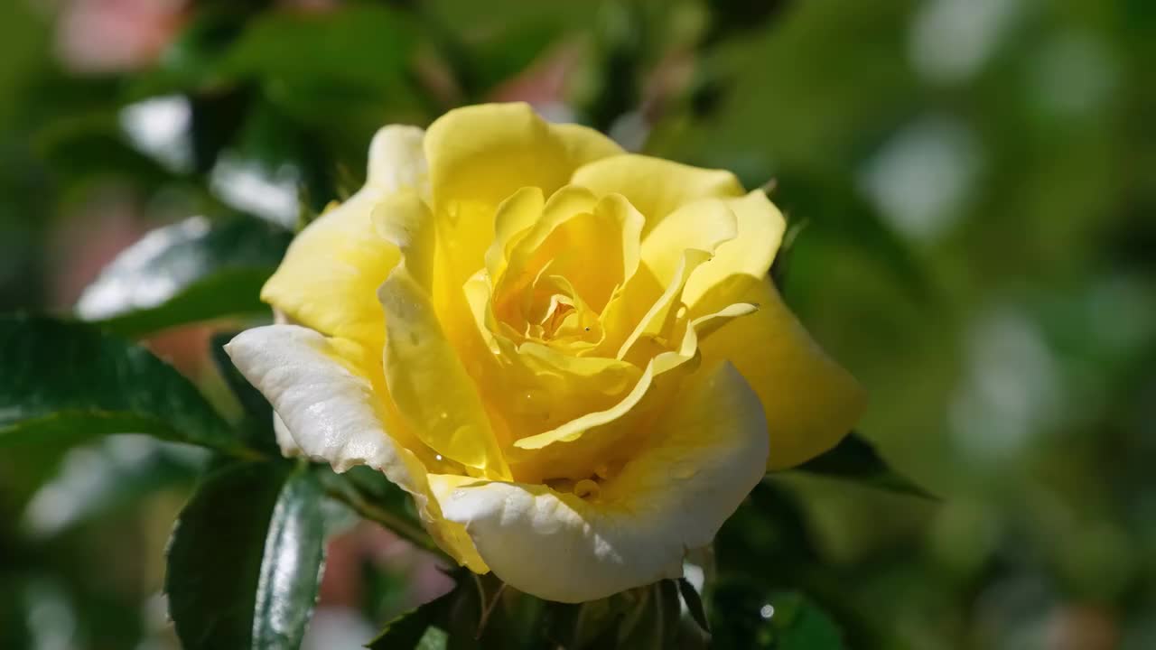 玫瑰花（黄色）合集一 #4081