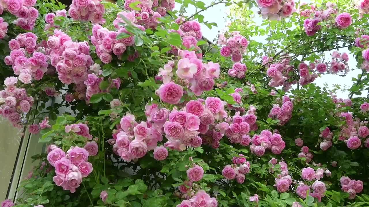 玫瑰花（粉色）合集四 #4064