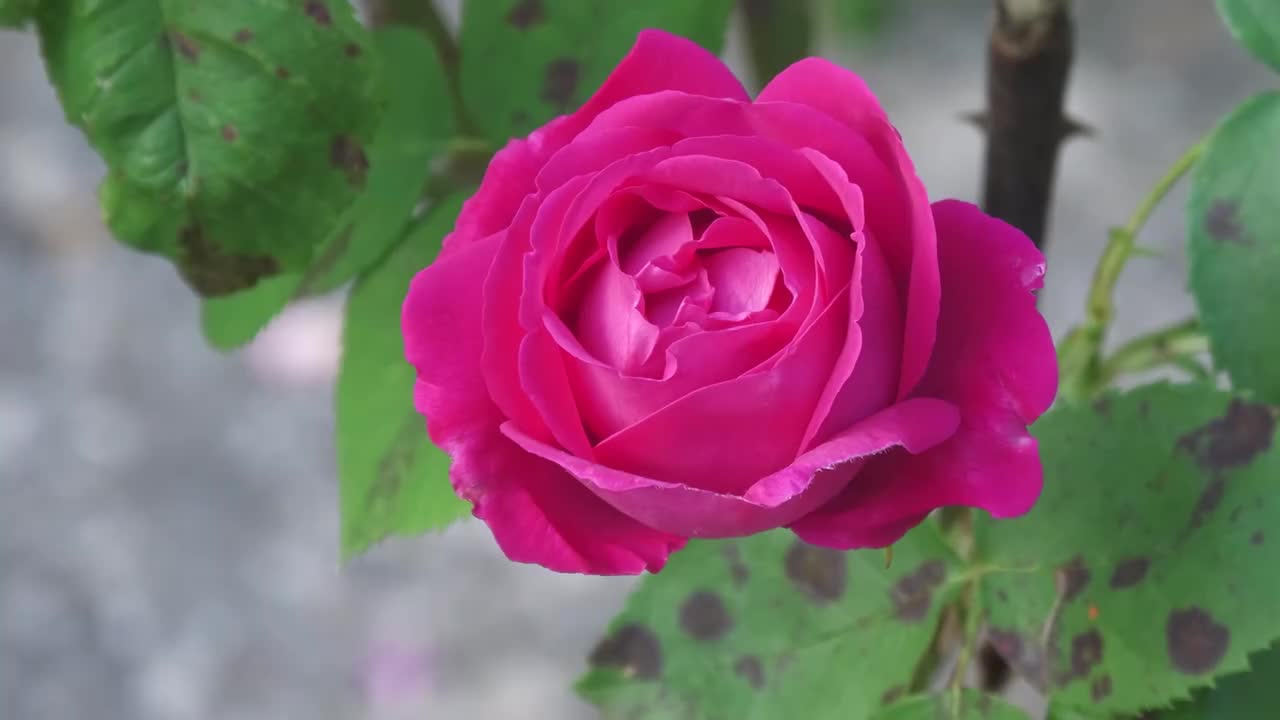 玫瑰花（粉色）合集一 #4061