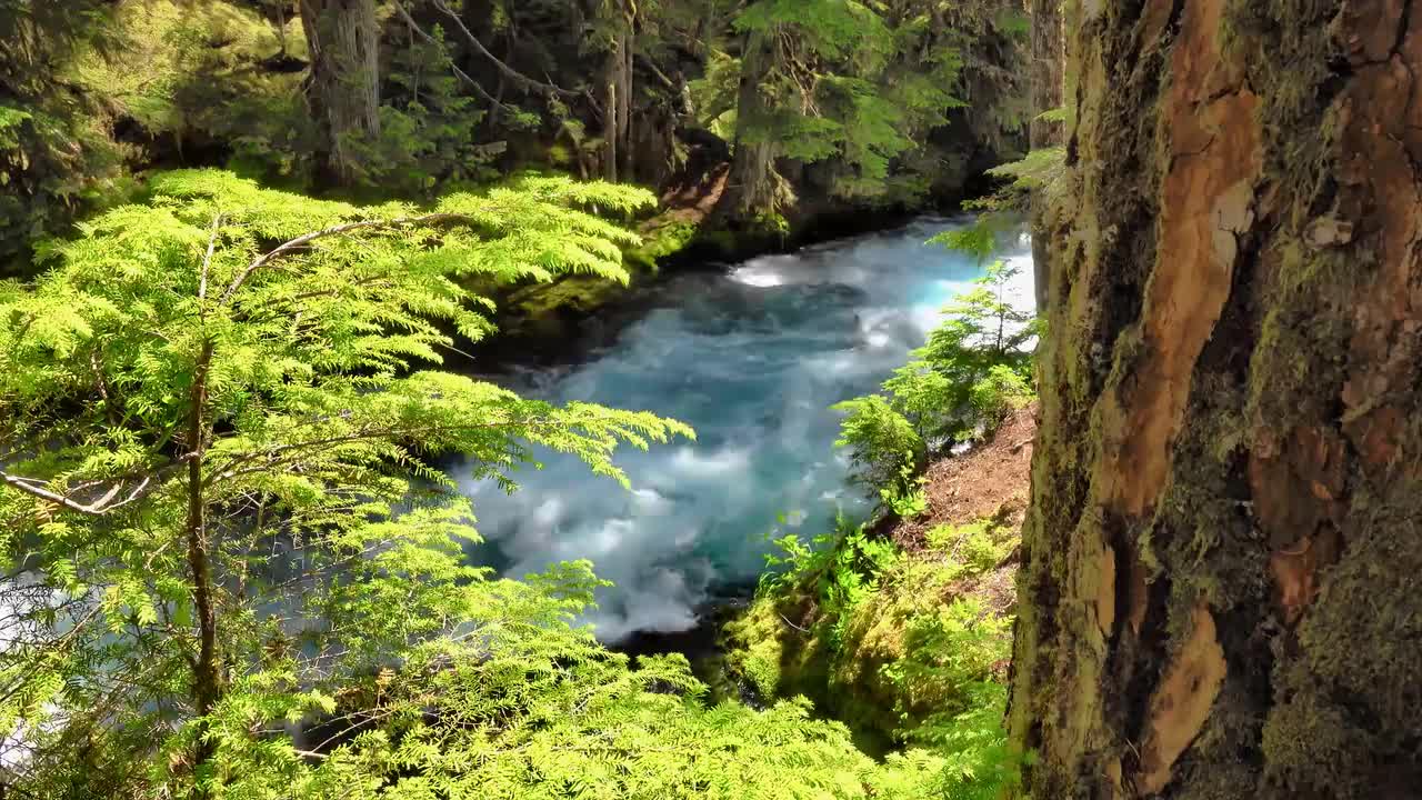 森林 树木 合集二 #4506