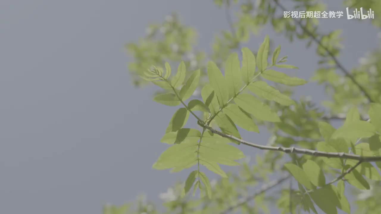 07【调色基础】叶子的调色---HSH辅助上