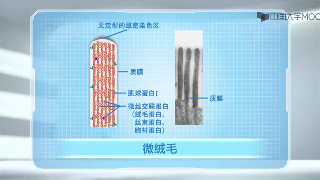 图 8-9 微绒毛中的微丝和微丝结合蛋白