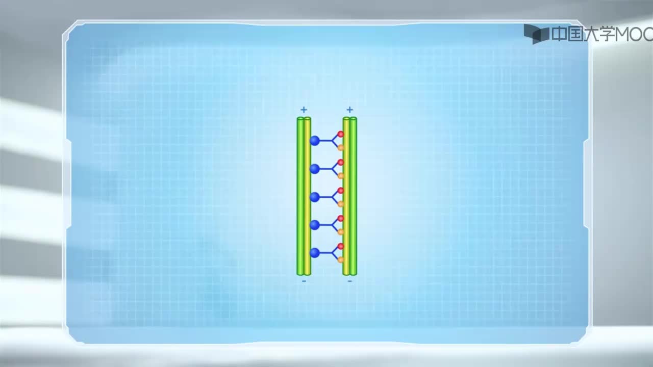 图 8-35 纤毛或鞭毛中运动过程中相邻二联体微管的滑动模型