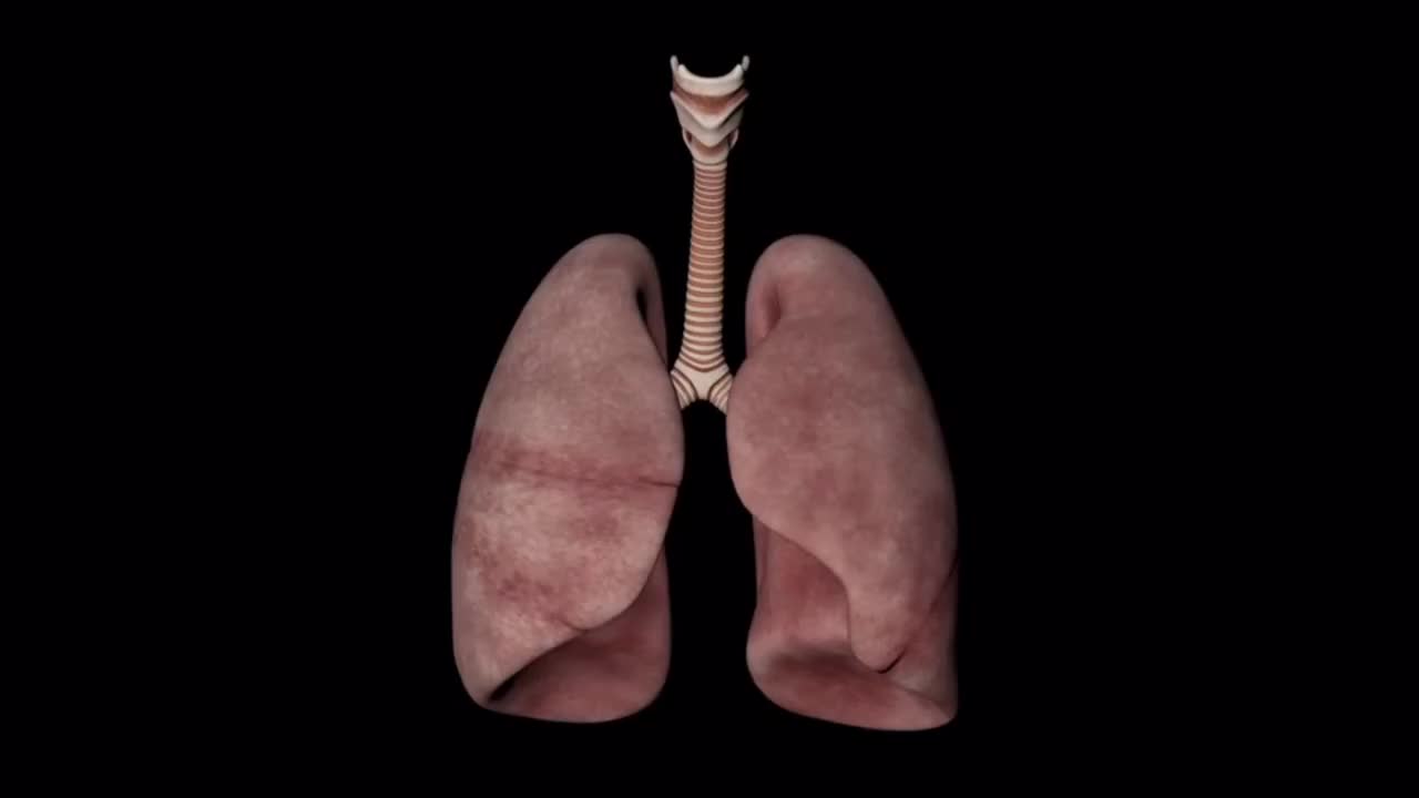 肺 呼吸系统 #5367