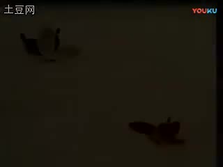 黄梅戏《梁山伯与祝英台》全剧-_标清