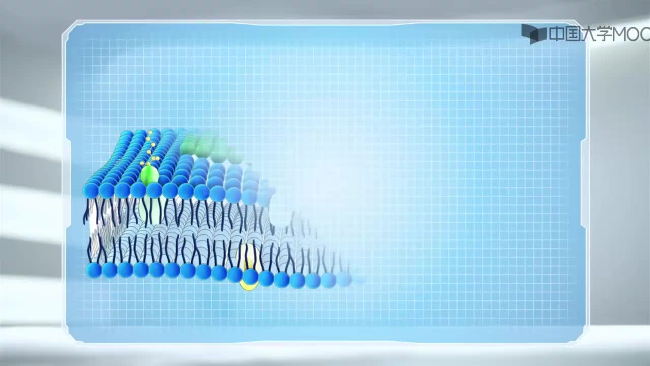 图 3-2 生物膜的模型