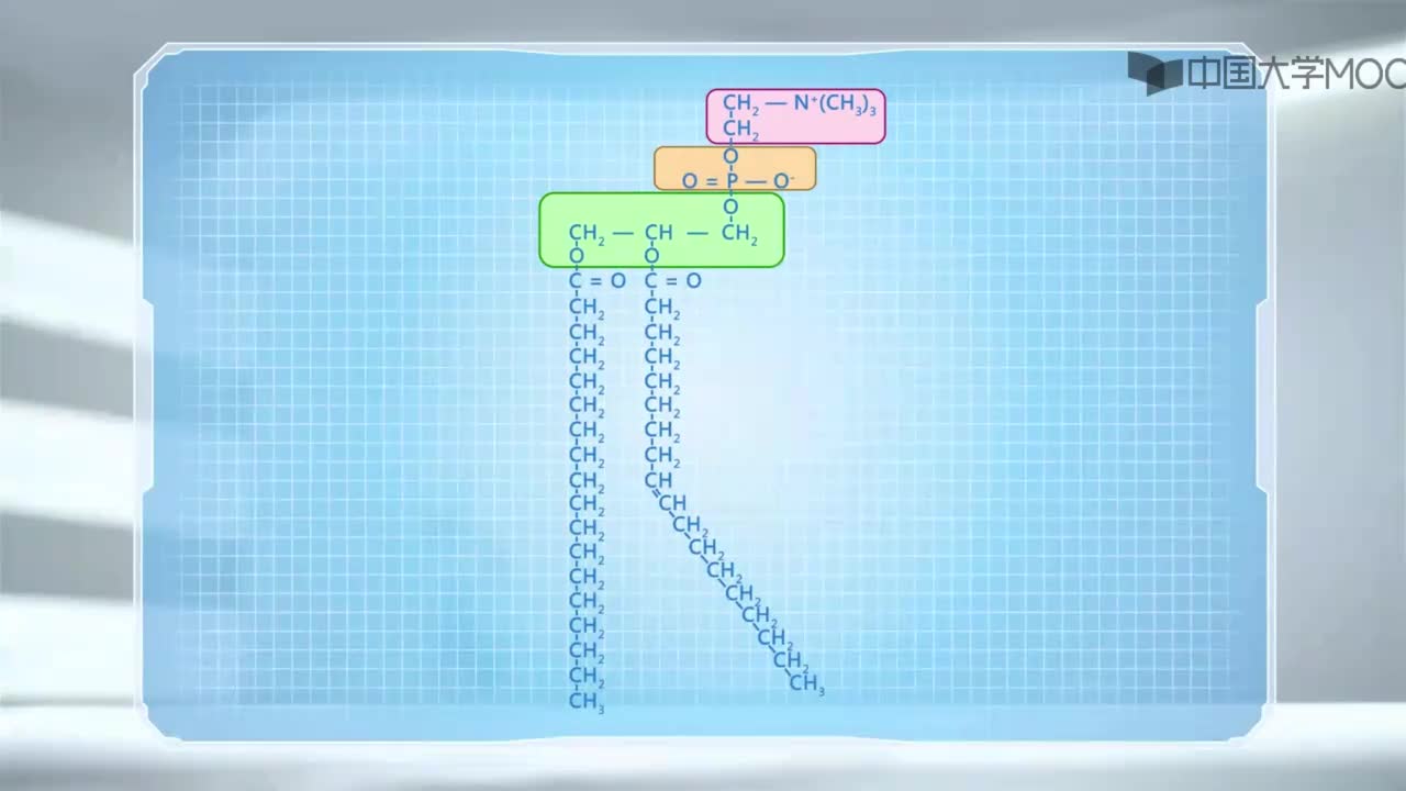 图 3-6 膜脂的基本类型