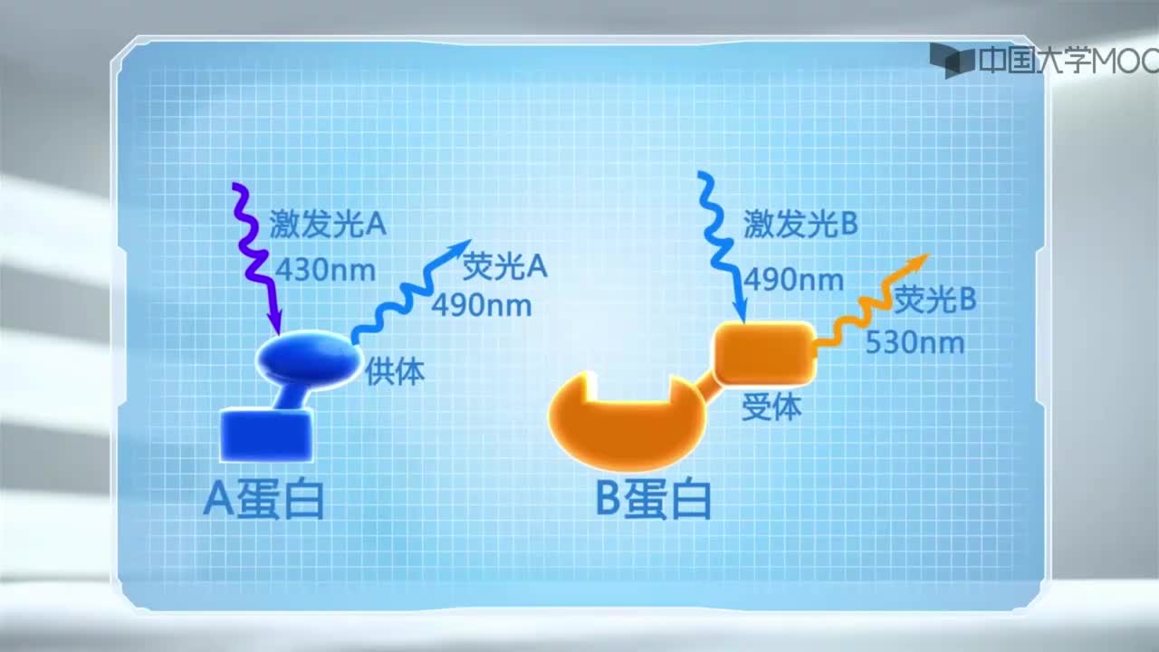 图 2-33 荧光共振能量转移原理图