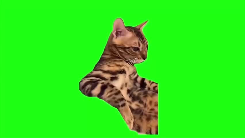 33.侧脸瞟帅气猫