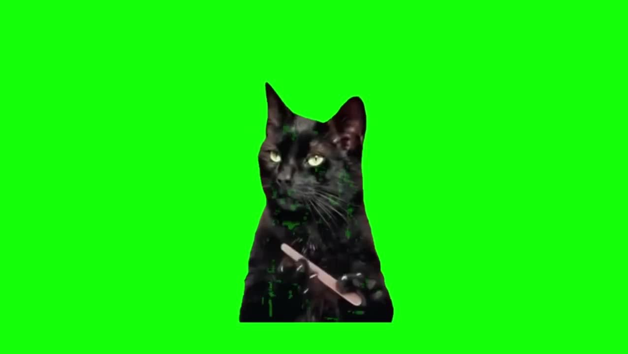 黑猫磨指甲（无声）