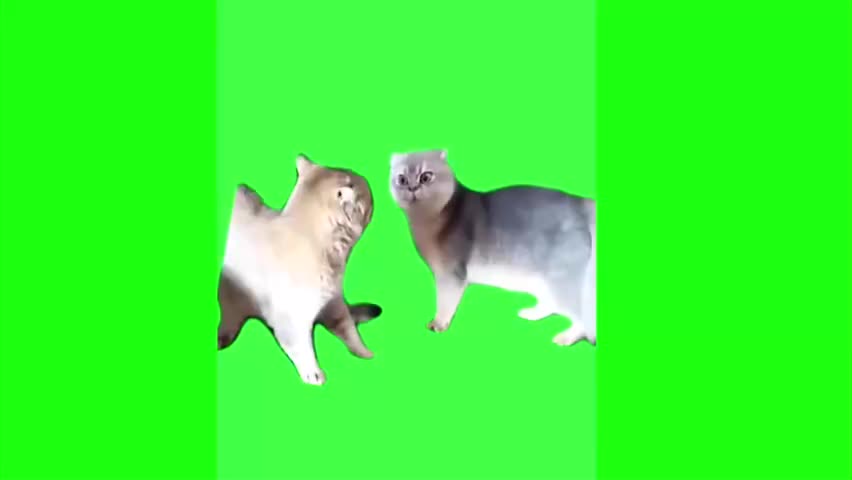 44.师傅别念了猫