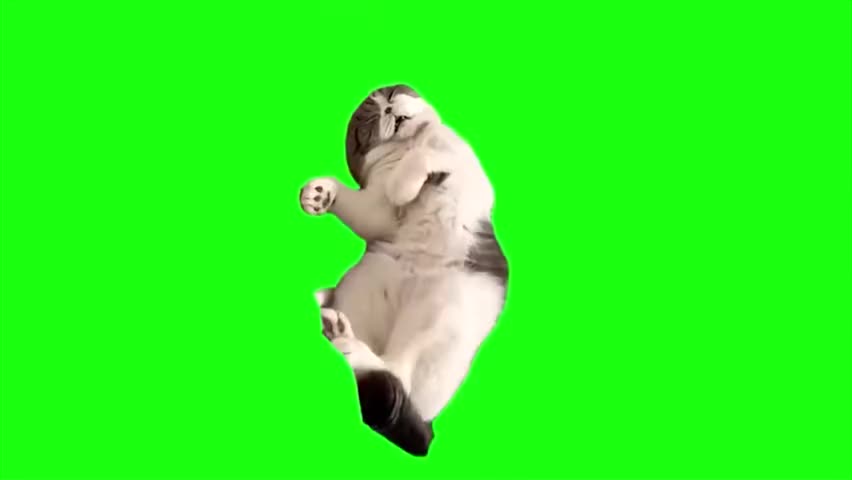 57.睡觉突然醒了猫