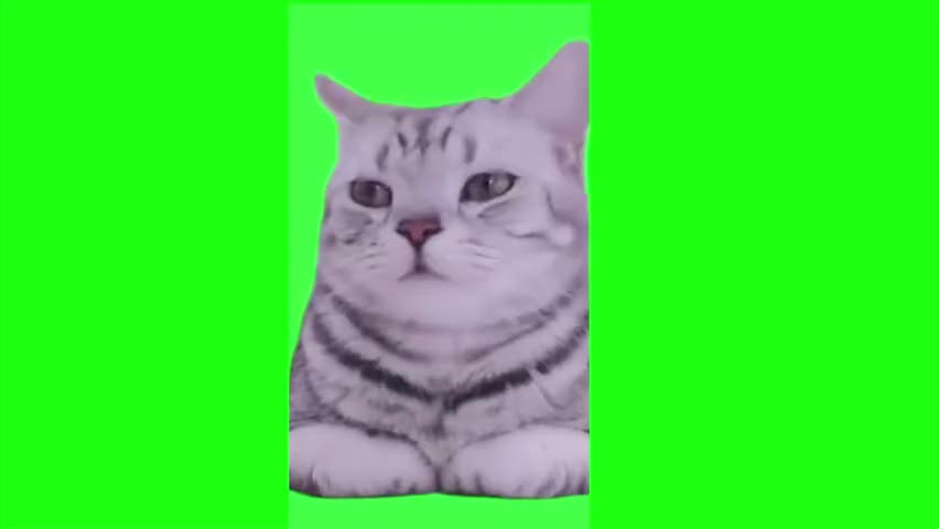 42.露出幸福的微笑猫