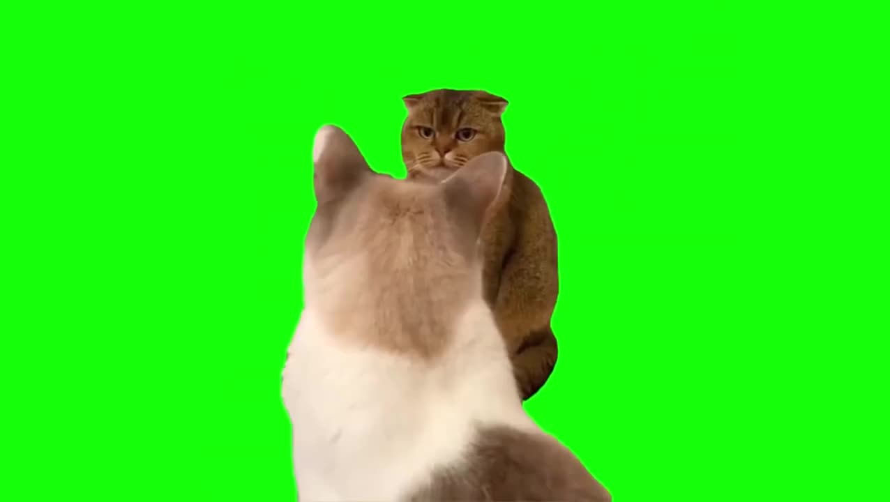 橘猫凝视橘猫（有声）