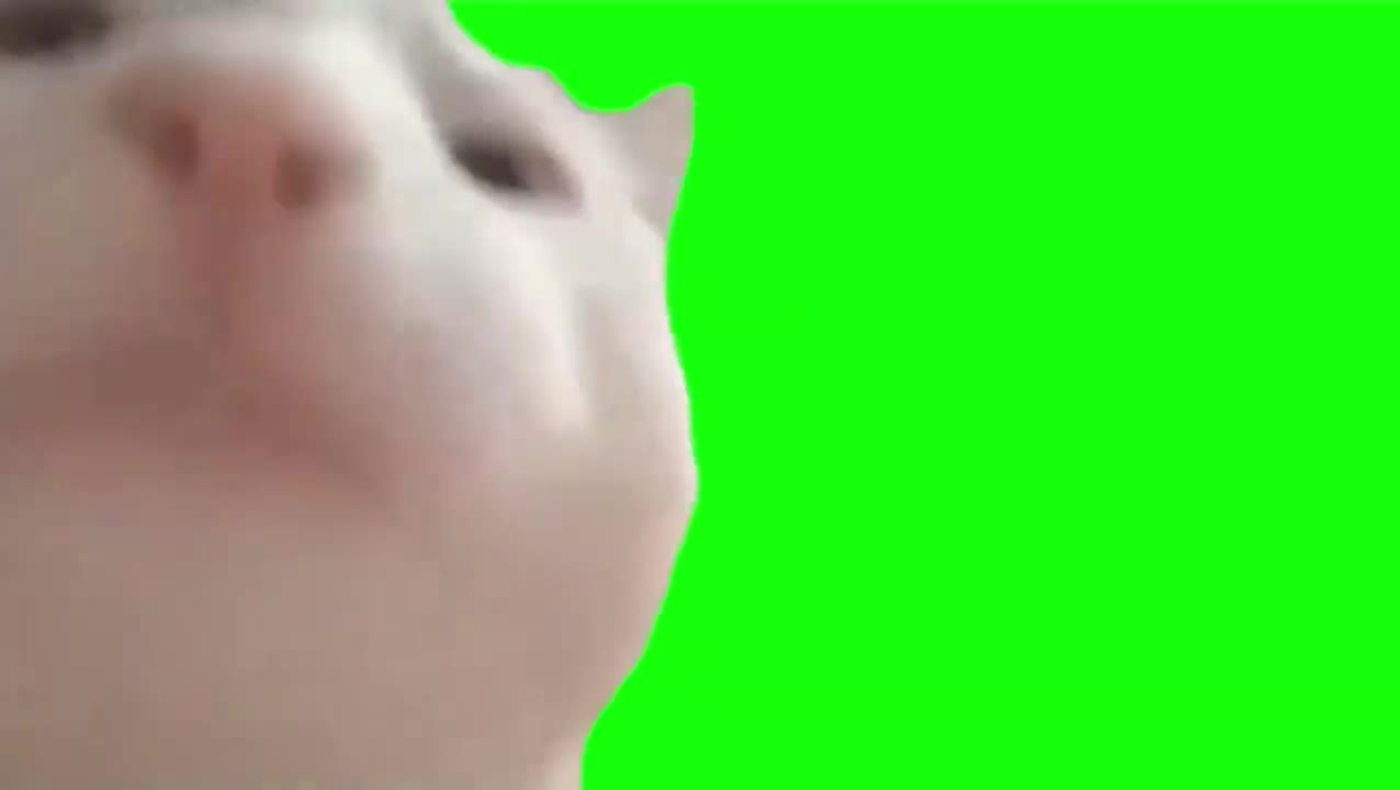 点头白猫（无声）