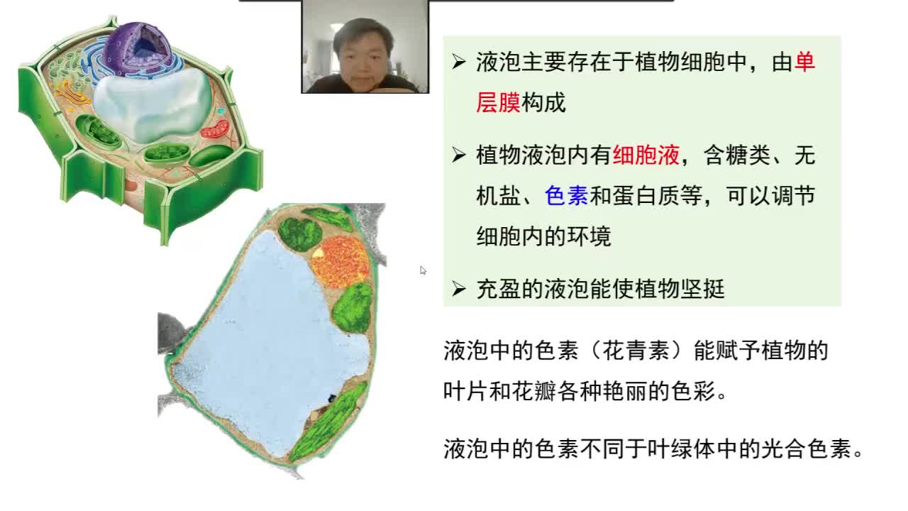 必修1第三章第2节：细胞器（6-2）叶绿体和线粒体