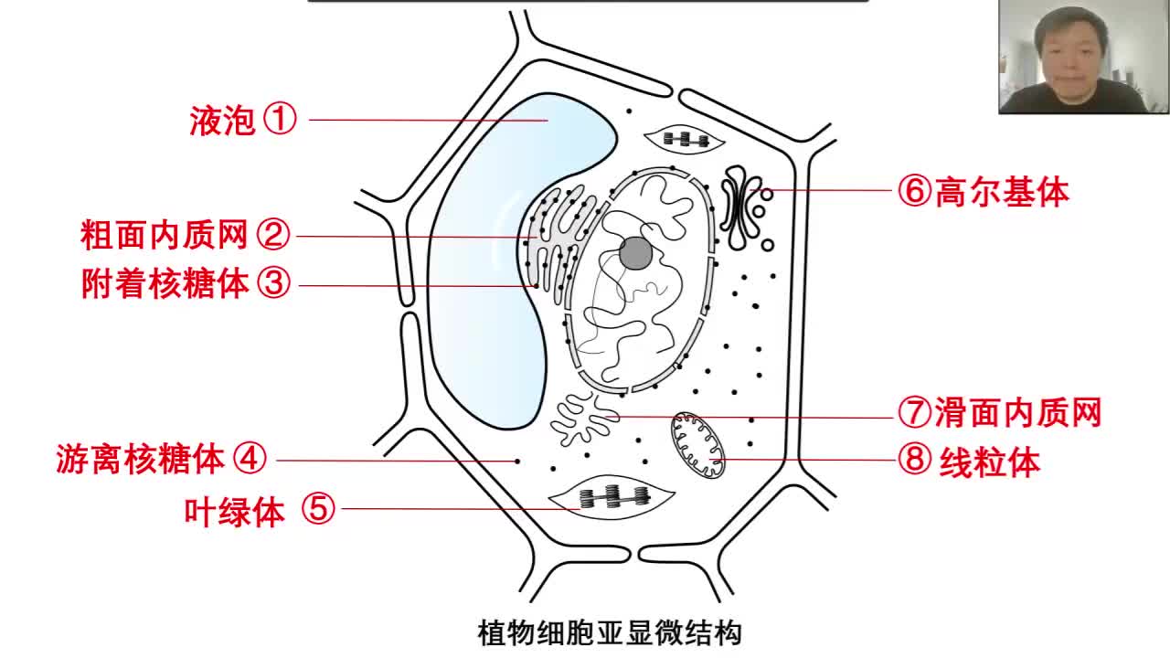 必修1第三章第2节：细胞器（6-4）中心体、溶酶体