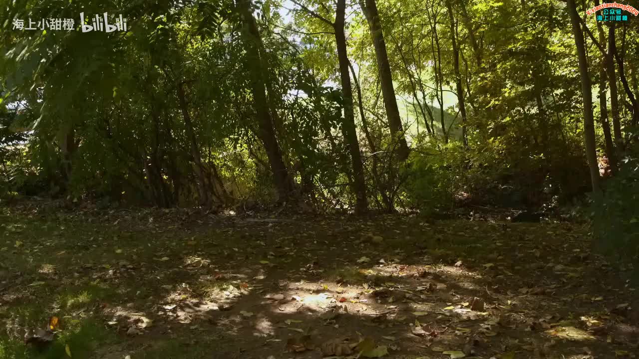 Anthony Rowley The Story of the Frog The Wiggles Nursery Rhymes_logo