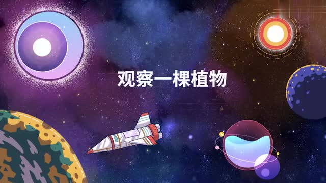 002-观察一棵植物
