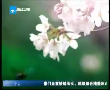 [91398]_[浙江卫视]_[浙江卫视]_[2009-04-09]