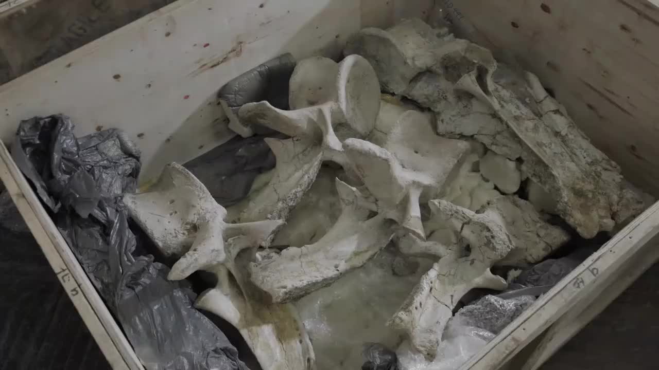 神奇的恐龙世界 羽毛革命 2