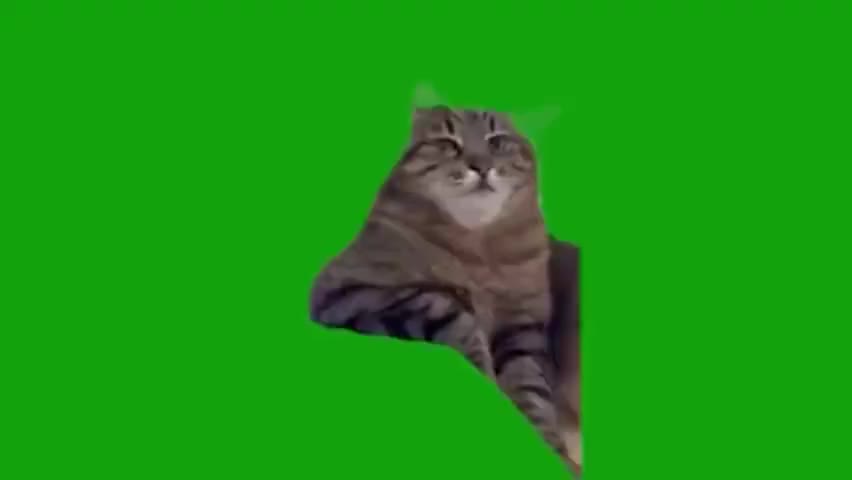 手搁桌思考人生猫