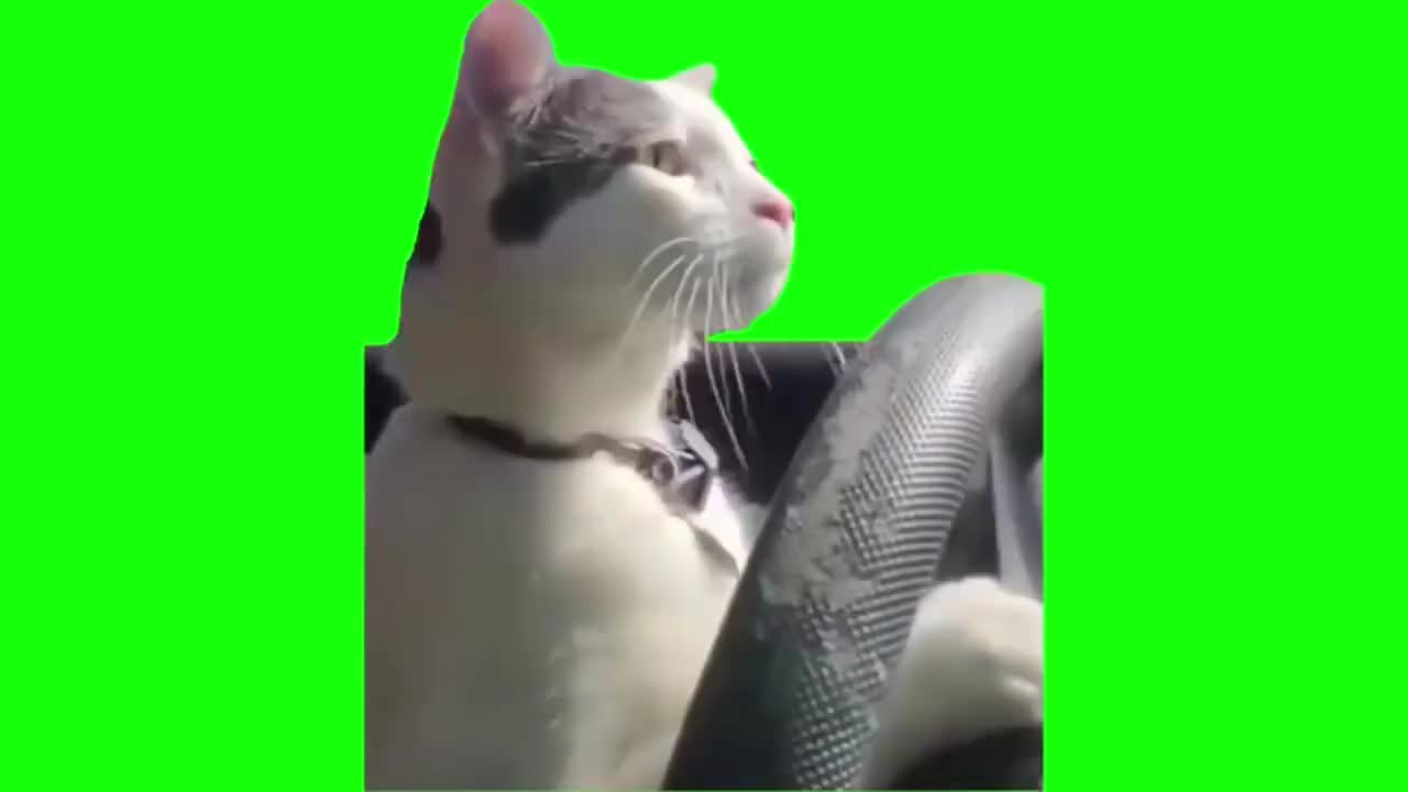 开车猫（有声）