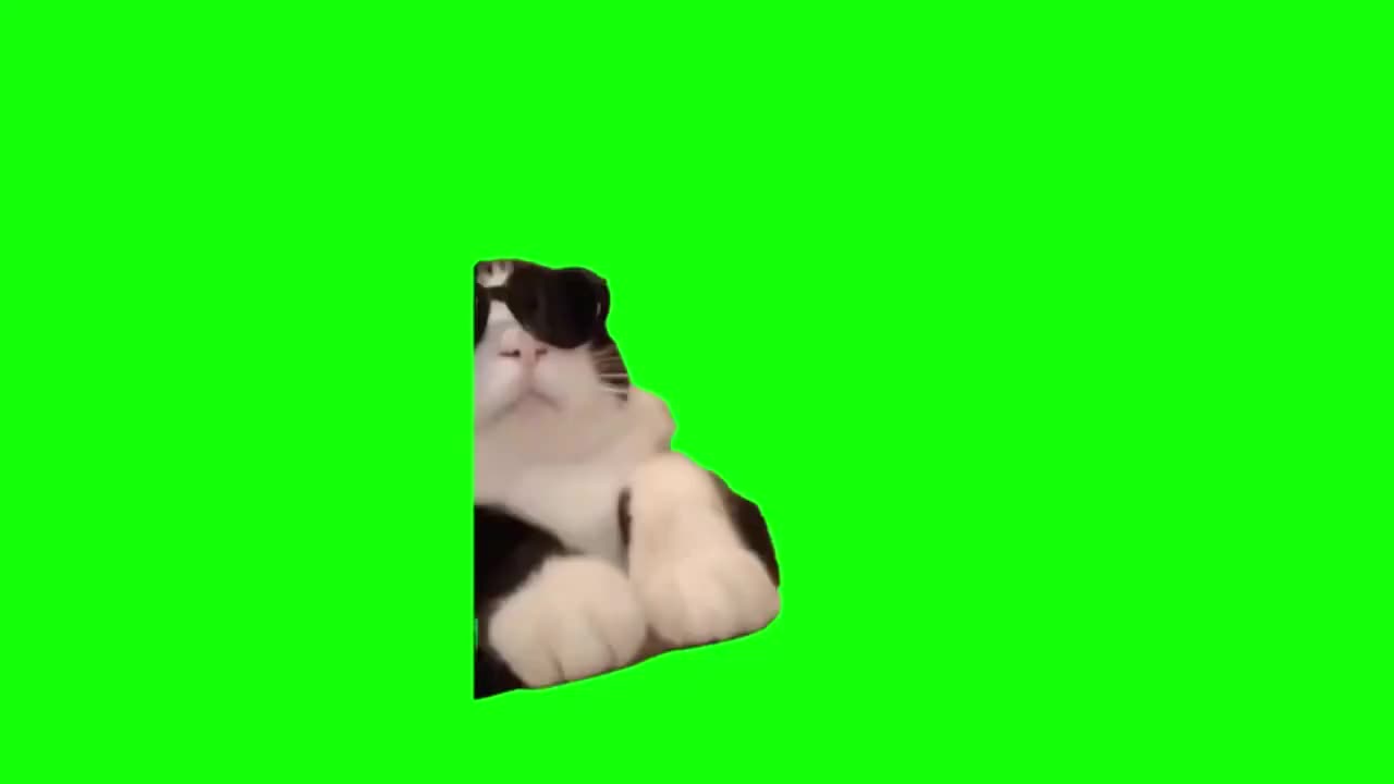 酷酷小猫敲键盘（有声）