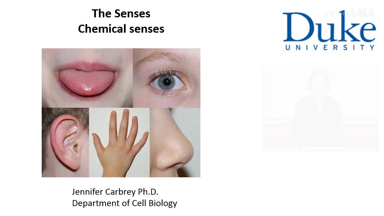 p14_03_chemical-senses