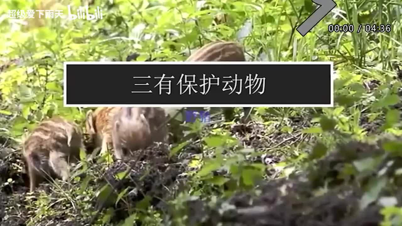 105.张信哲-爱就一个字