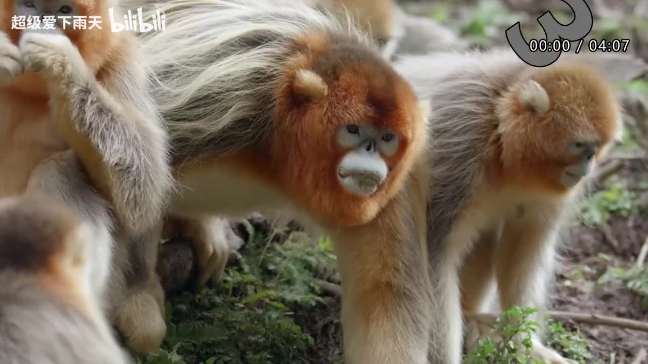 124.阿杜-游来游去