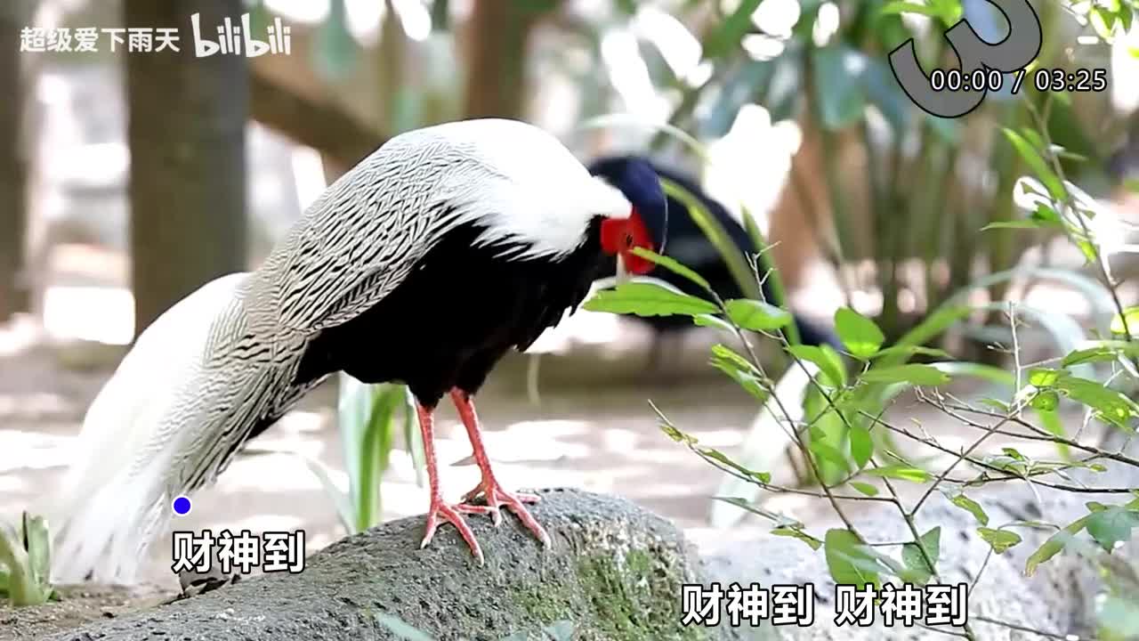 123.谭咏麟-财神到