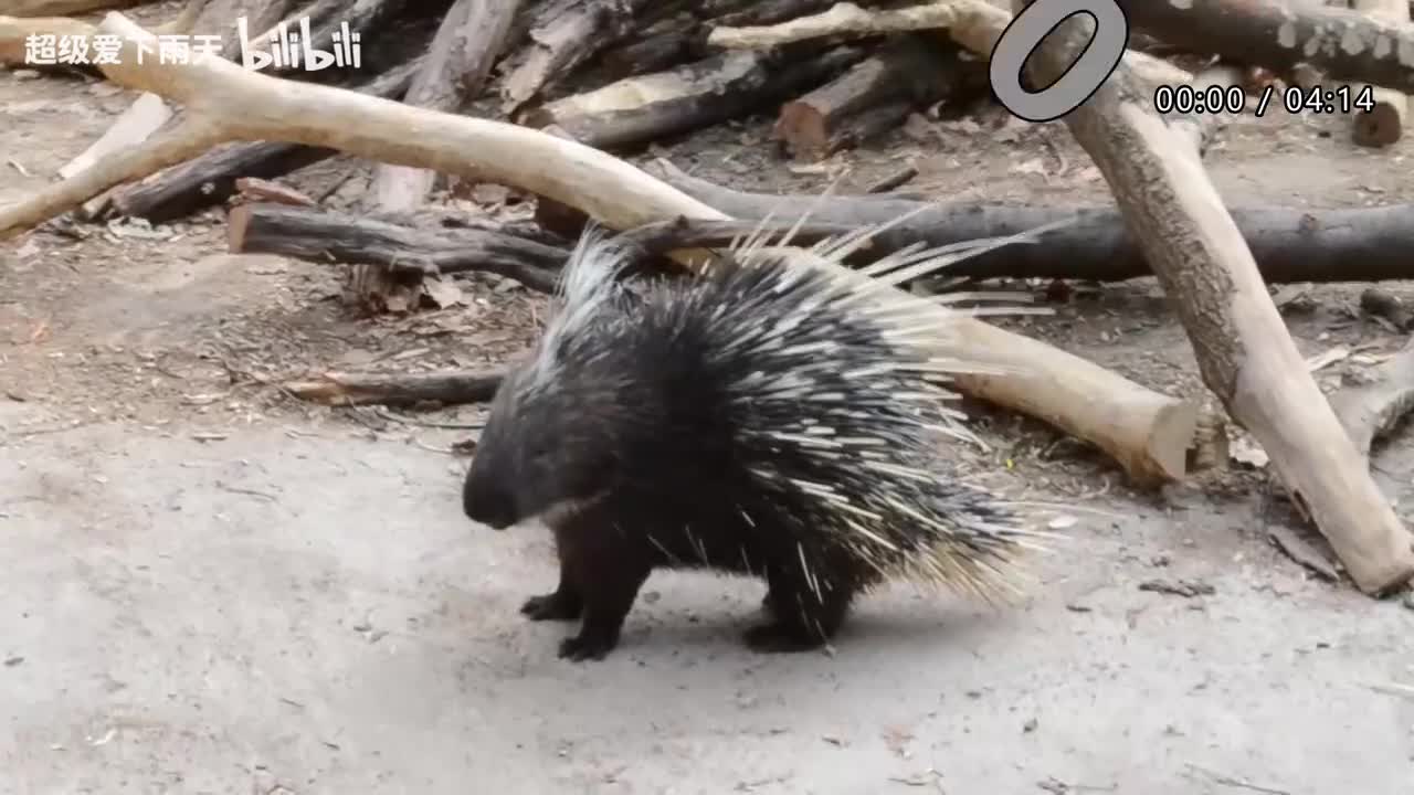 107.希林娜依高-夏至未至