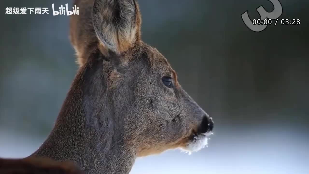 121.梁龙-达拉崩吧