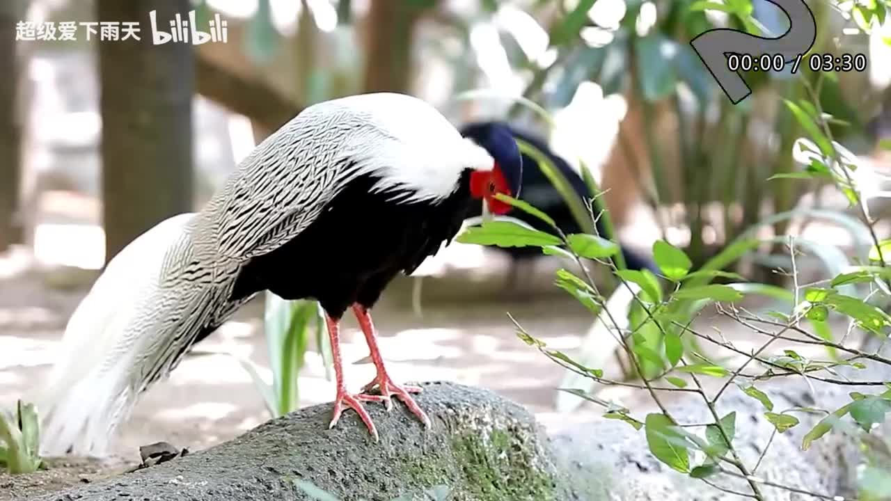 003.郁可唯-水中花