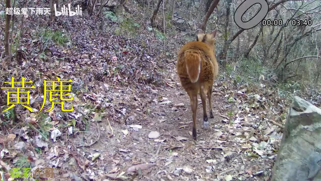 089.郁可唯-我从草原来