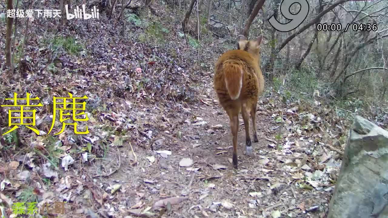 029.张栋梁-北极星的眼泪