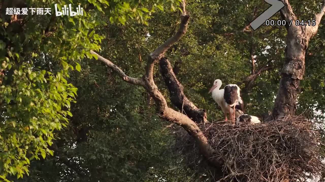 057.林志炫-奢香夫人