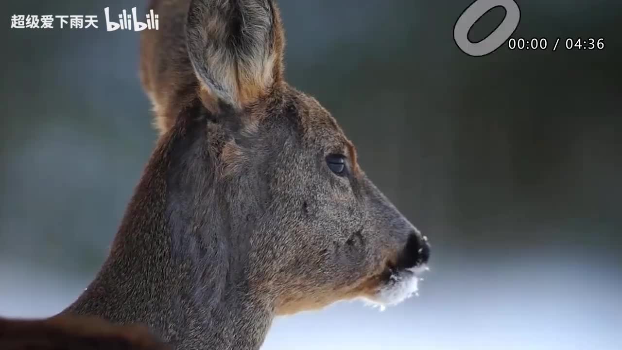 021.胡彦斌-超时空爱情